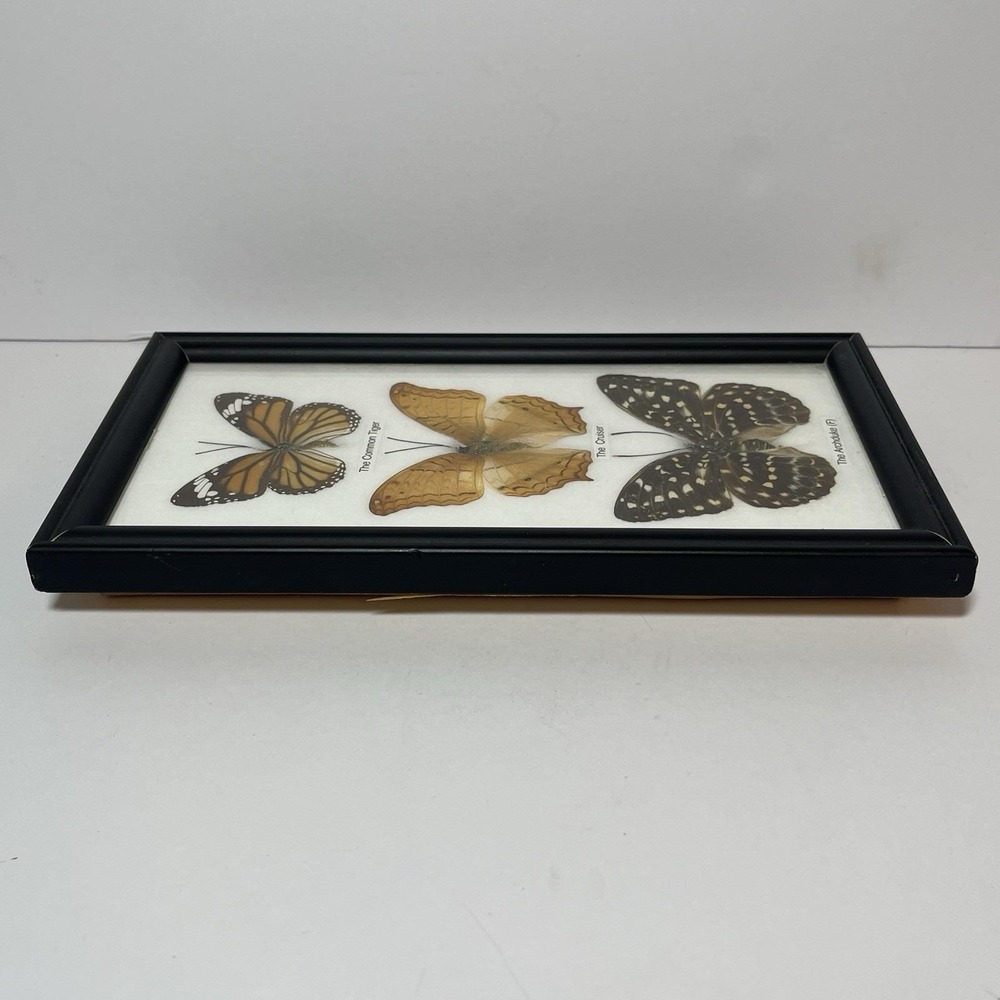 REAL LIFE: Framed Butterflies Specimens Common Tiger Cruiser Archduke 8" Vintage - Picture 10 of 12